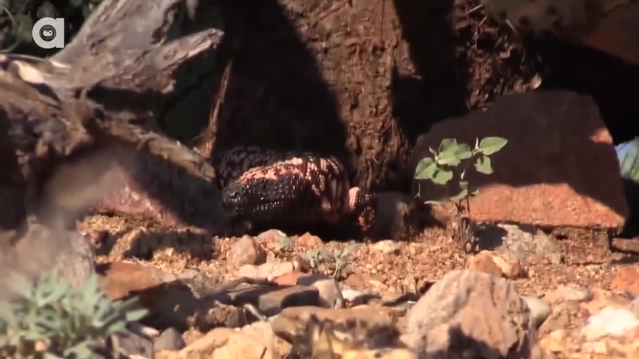 Video: Loài thằn lằn quái dị được gọi “quái vật Gali” nhưng lại là cứu tinh của con người