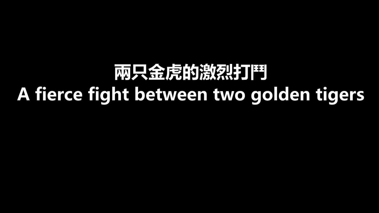 Cuộc chiến căng thẳng giữa 2 con hổ vàng quý hiếm