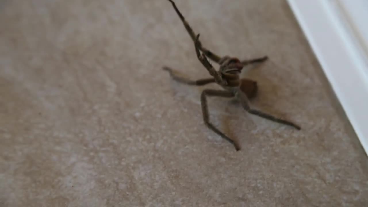 Video: Tư thế nhện lang thang phòng thủ khi có dấu hiệu bị tấn công