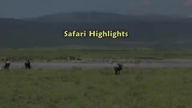 Video: Linh cẩu “đơn thương độc mã” rình mò linh dương, nào ngờ bị ngựa vằn đuổi chạy thục mạng