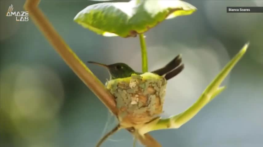 Chim ruồi biết cách xây tổ có mái che mưa