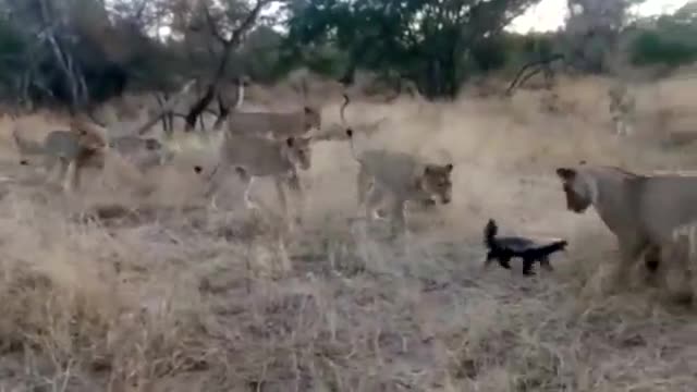 Video: Lửng mật bất cần đấu lại với đàn sư tử hung hãn, liệu có bảo toàn tính mạng