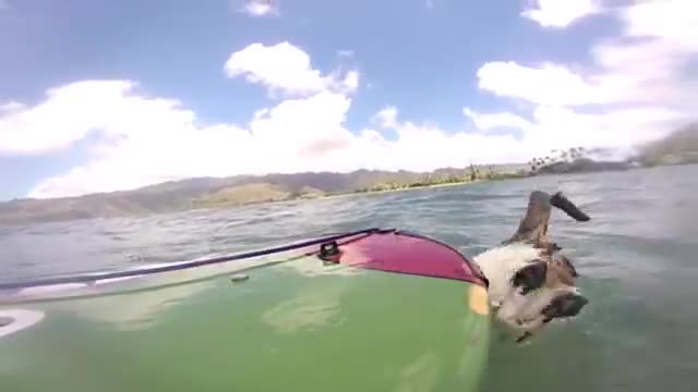 Video: Chú mèo trổ tài bơi nhanh và lướt sóng điêu luyện khiến dân mạng thích thú