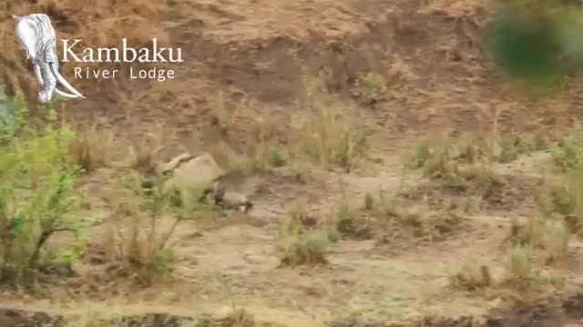 Video: Hai con sư tử trẻ hợp sức cắn xé sư tử già đến trọng thương nhằm chiếm lãnh thổ 