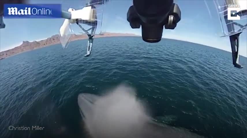 Khoảnh khắc cá voi khổng lồ ngoạn mục phun nước vào drone ghi hình
