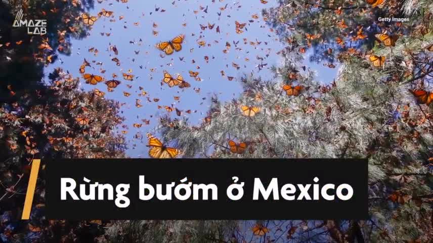 Đàn bướm chúa hàng triệu con phủ kín khu rừng ở Mexico