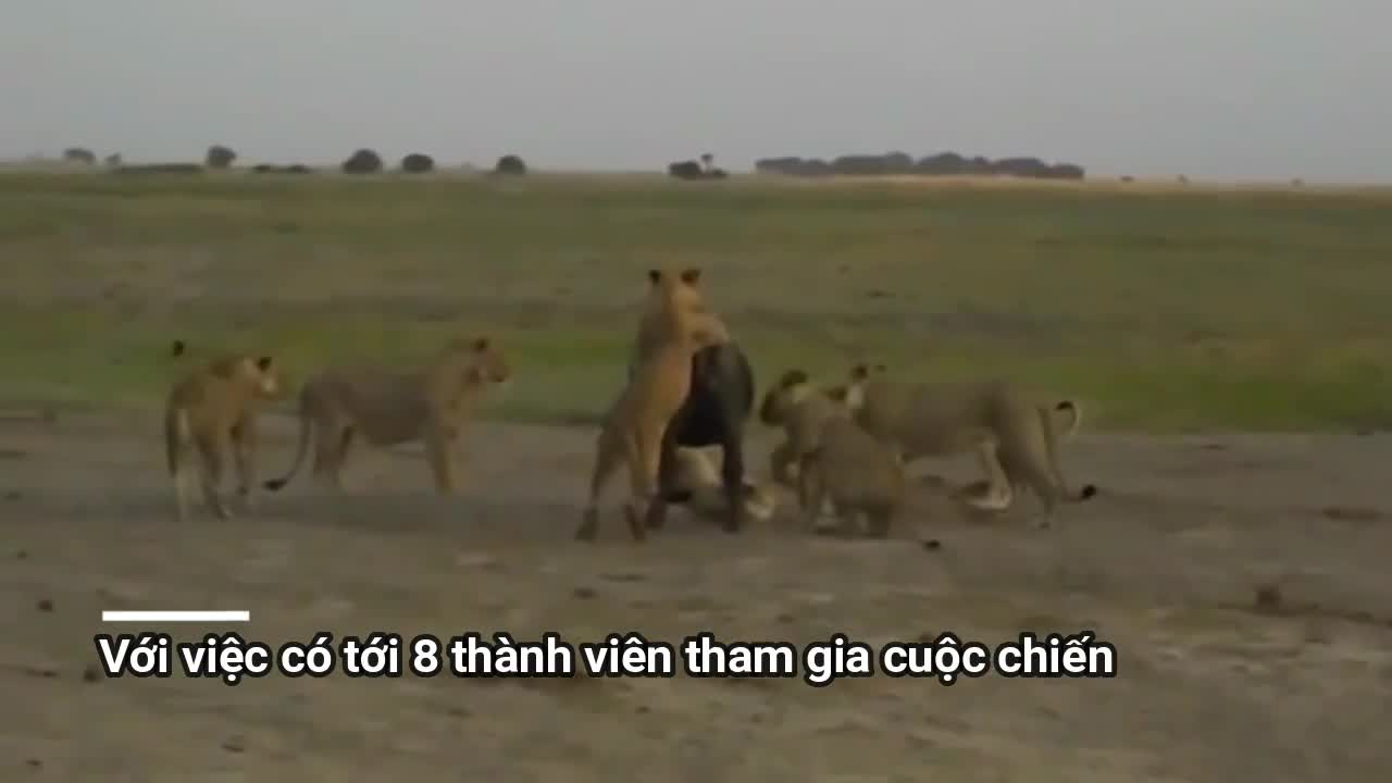 Clip: 8 sư tử hạ sát trâu rừng mang thai rồi lôi trâu con ra ăn thịt