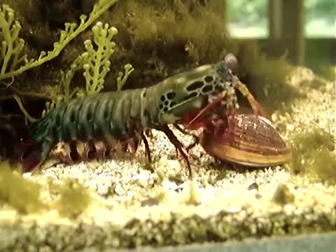 Video: Tôm bọ ngựa mang sức mạnh hủy diệt đập vỡ vỏ sò