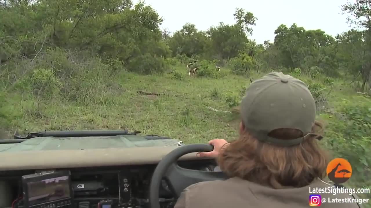 Video: Đàn voi hợp lực tạo lá chắn bảo vệ con non trước bầy chó hoang
