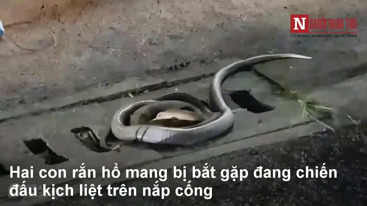 Hai con rắn hổ mang chúa chiến đấu kịch liệt trên nắp cống