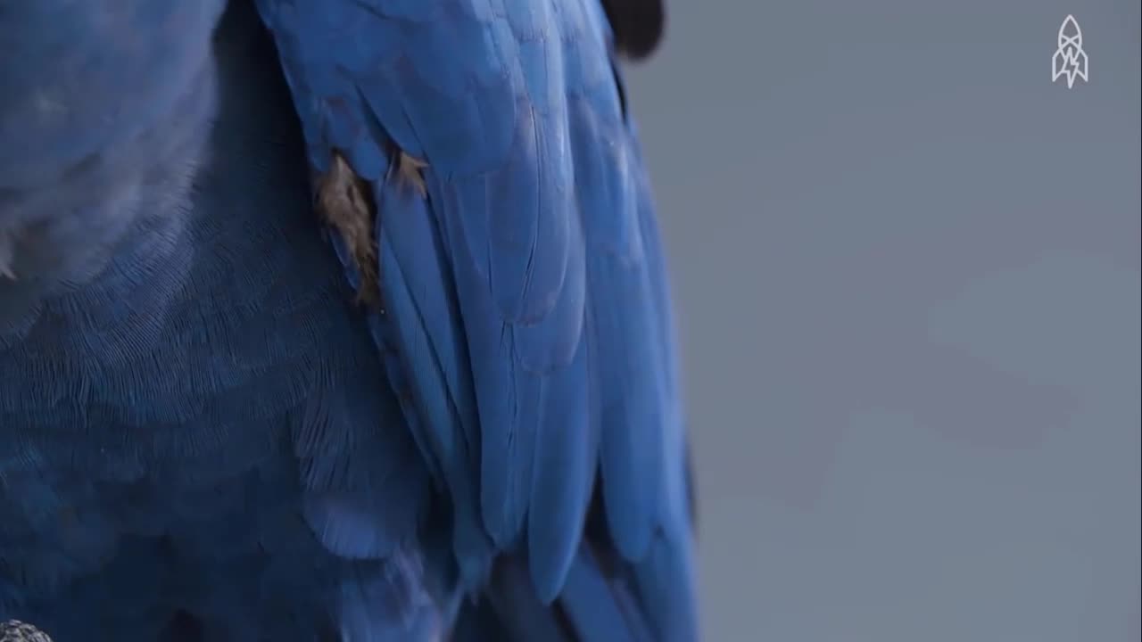 Loài vẹt biết bay lớn nhất thế giới