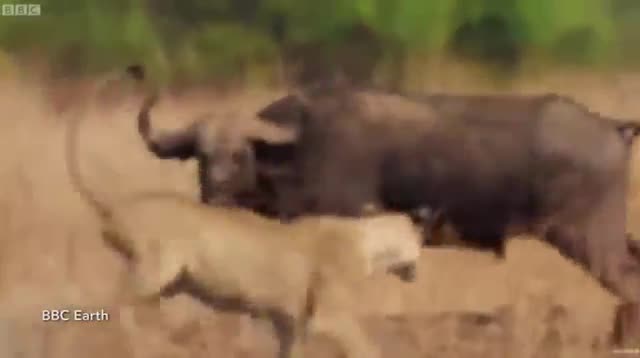 Video: Bị 2 con sư tử quật ngã, trâu rừng phản công, đánh đuổi kẻ đi săn chạy té khói