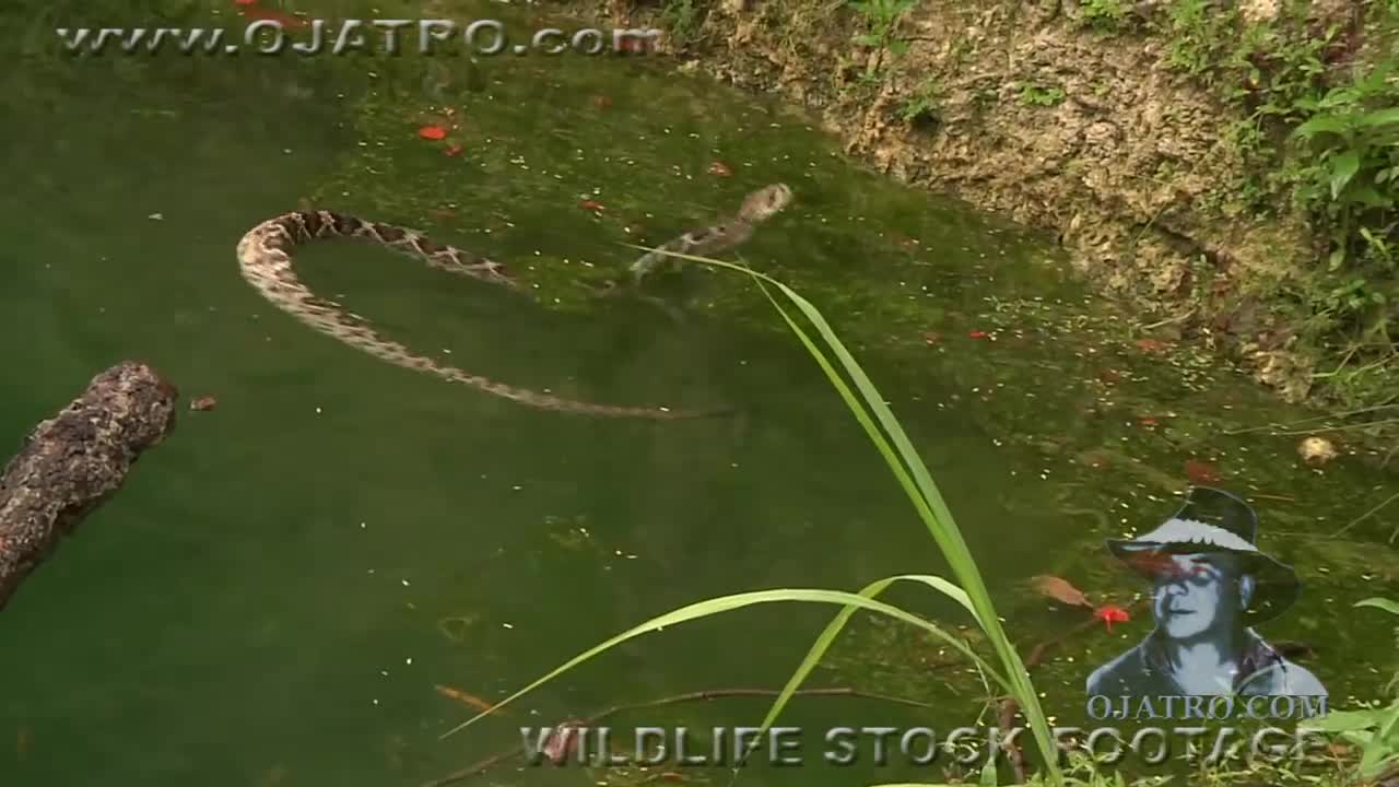 Cá sấu trả thù rắn đuôi chuông