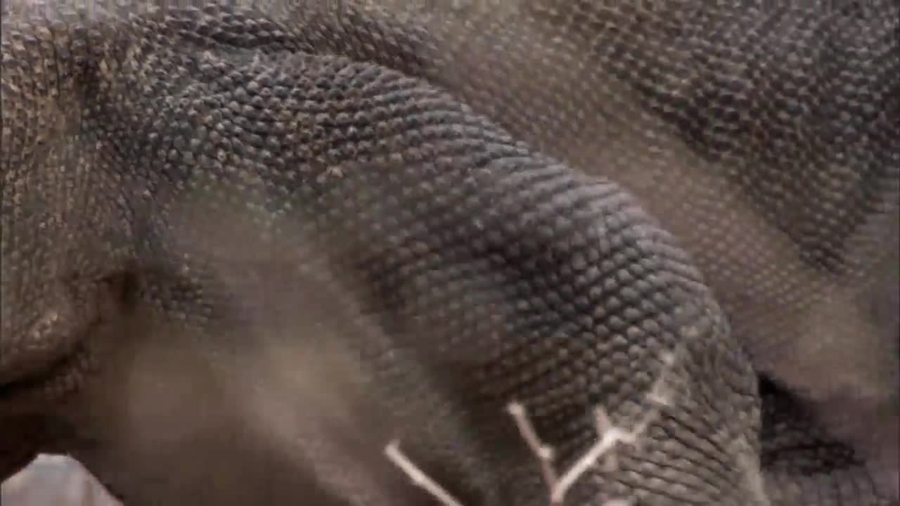10 con rồng Komodo âm thầm giết trâu rừng rất từ từ