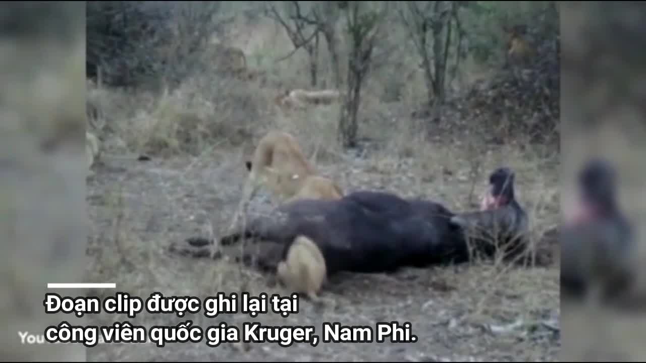Clip: Kẹt đầu trong mình trâu rừng, sư tử suýt chết vì tội tham ăn