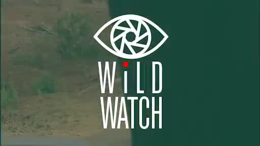Video: Cuộc chiến giữa báo đốm và nhím: Kẻ nào phải bỏ chạy để bảo toàn tính mạng?