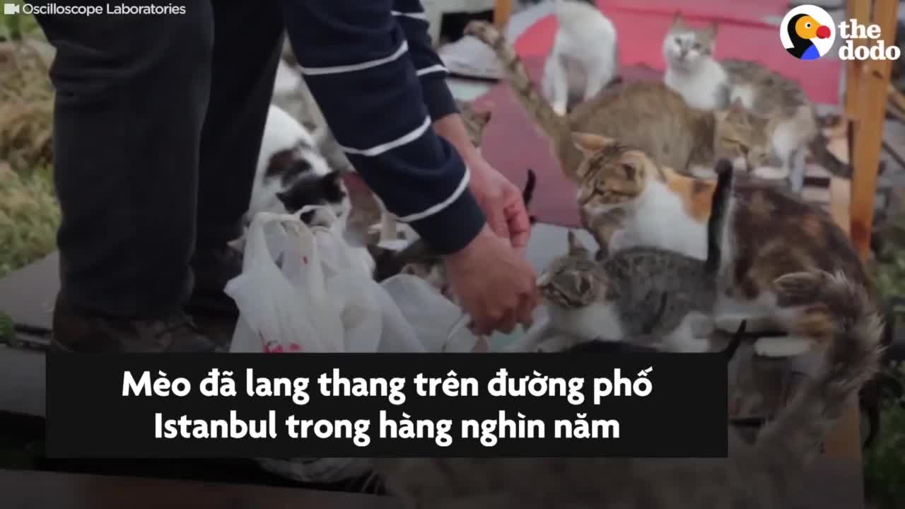 Thành phố có hàng triệu con mèo lang thang trên phố