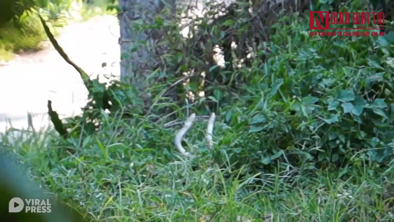 Hai con rắn hổ mang đang mua vũ điệu giao phối trong vườn nhà