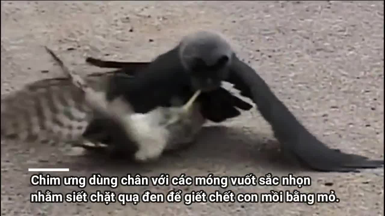 Clip: Quạ đen phản đòn, lựa thế bẻ gãy chân chim ưng để thoát thân