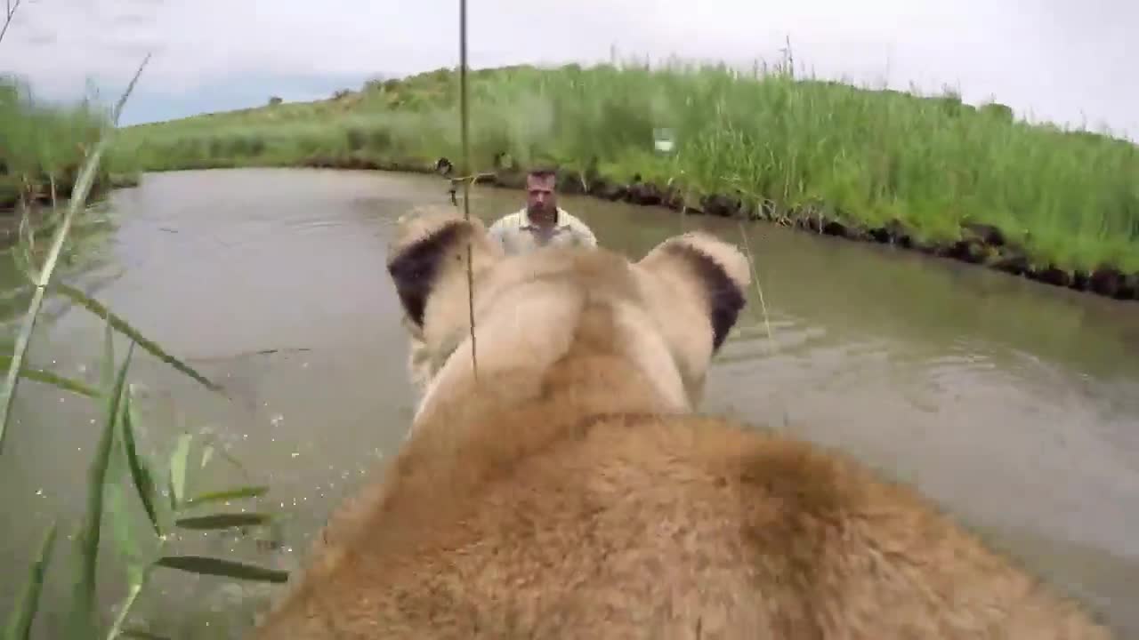 Clip: Người đàn ông bị sư tử vồ giữa sông và diễn biến không ngờ