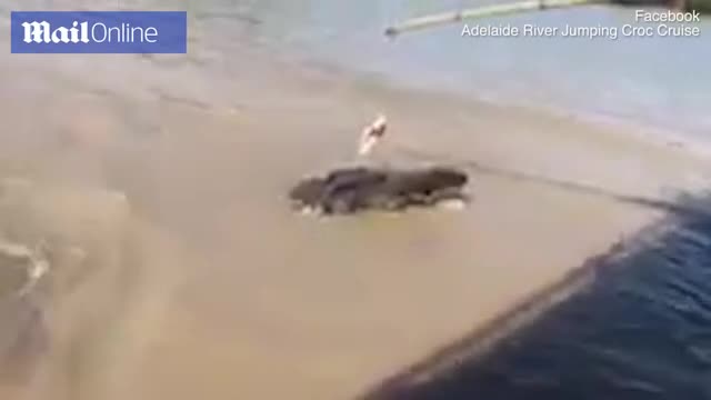 Video: Cá sấu phi thân đớp mồi, chẳng may bị đồng loại đánh lén