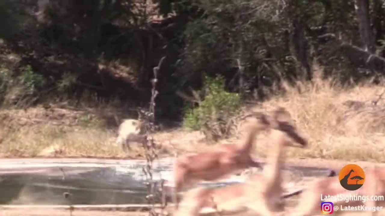 Video: Báo đốm tấn công linh dương, nào ngờ con mồi thoát cửa tử nhờ linh cẩu