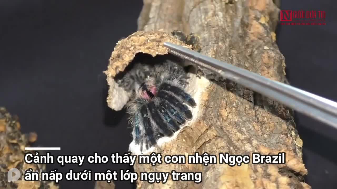 Kinh hãi phát hiện nhện ngọc Brazil ẩn mình sinh con trong vỏ cây