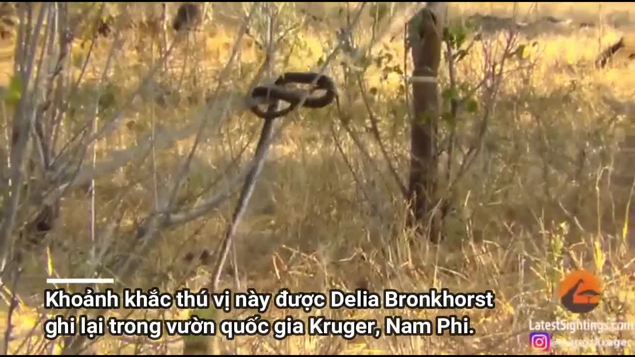 Clip: Cầy Mangut dùng rắn mamba đen cực độc để chơi đu dây