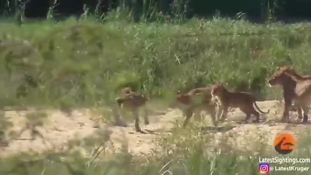 Video: Trâu rừng hung dữ húc bay sư tử con, giải cứu kỳ đà một cách ngoạn mục