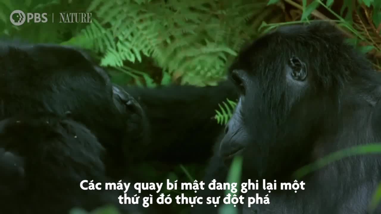 Xem khỉ đột hát cho nhau nghe qua camera giấu kín