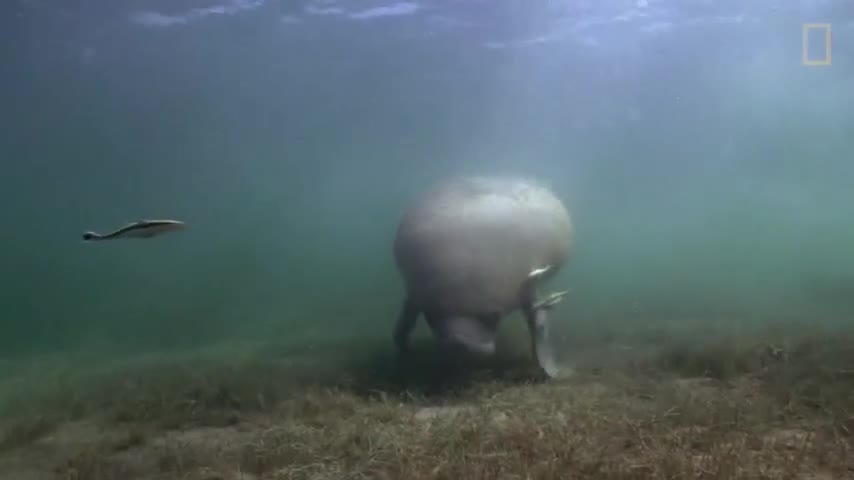 Video: Lợn biển không có kẻ thù dưới đáy đại dương
