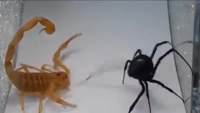 Video: Bọ cạp tử chiến với nhện đen