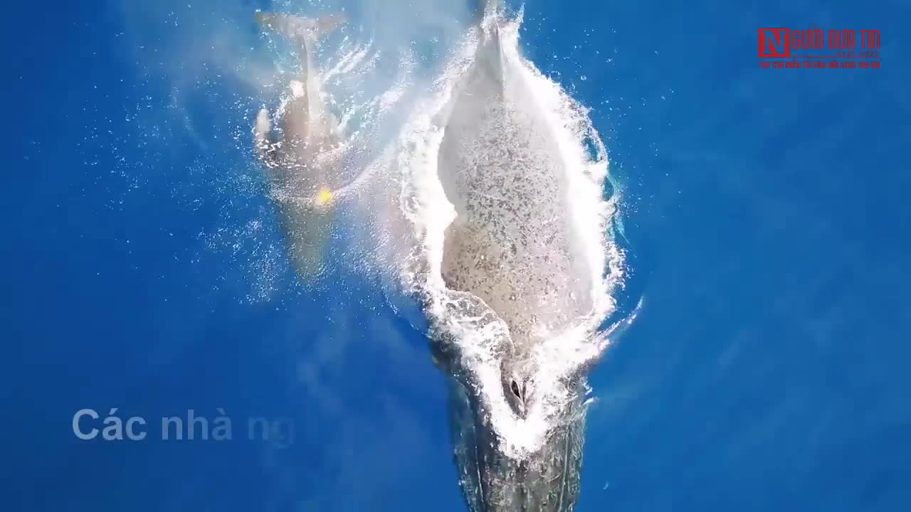 Thước phim hiếm ghi lại cảnh cá voi cho con bú