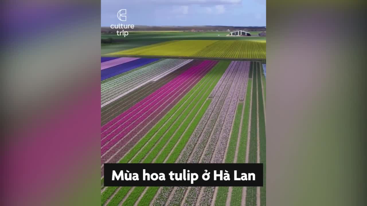 Khám phá vườn hoa tulip 7 triệu bông đẹp nhất thế giới