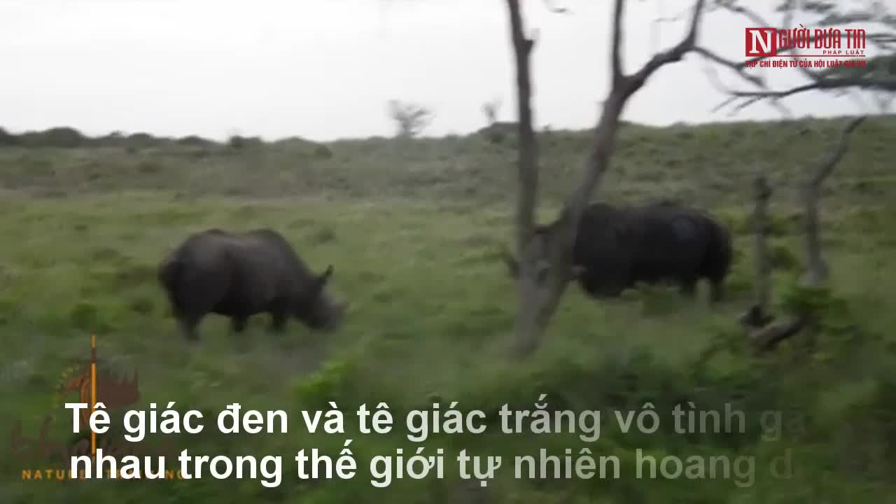 Tê giác đen quyết chiến tê giác trắng và cái kết đắng