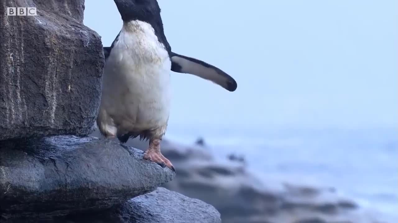 Vịt hống hách tấn công chim ưng để bảo vệ cánh cụt non