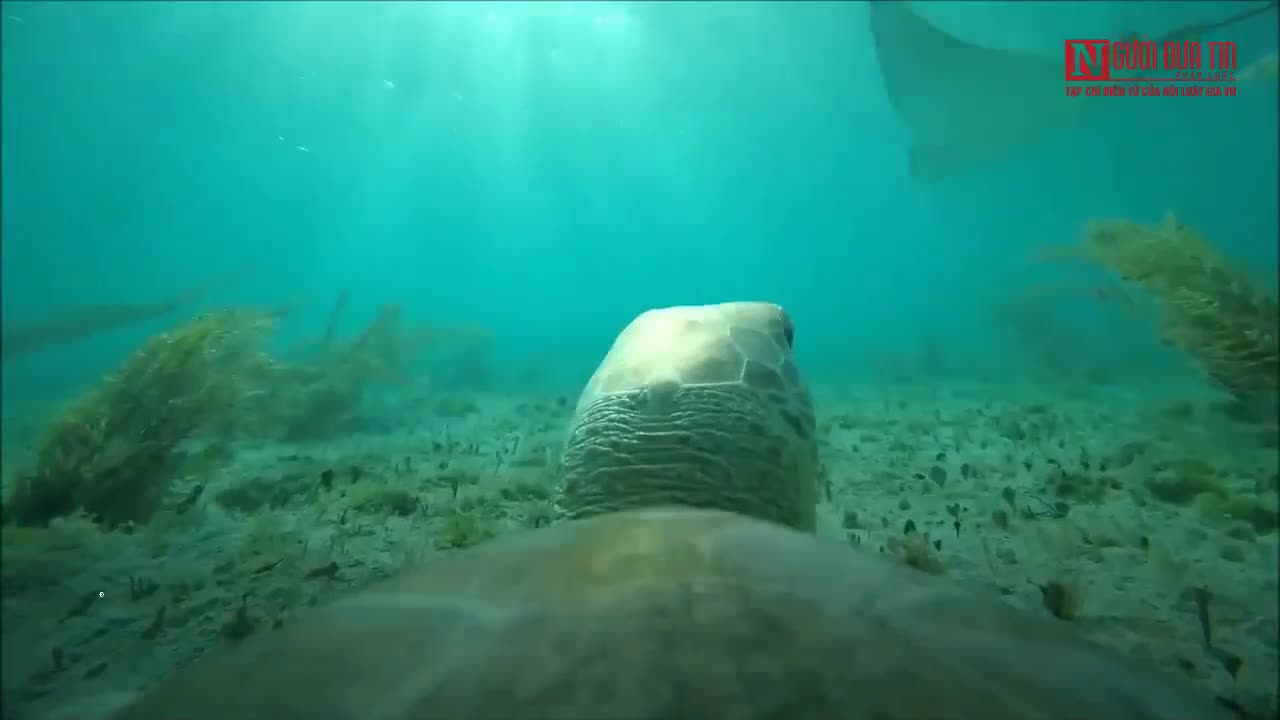 Xem đáy đại dương qua góc nhìn GoPro gắn trên lưng rùa