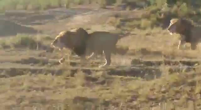 Video: Thủ lĩnh già bị đôi sư tử trẻ hợp sức tấn công, kẻ nào chiến thắng trong cuộc chiến đẫm máu?