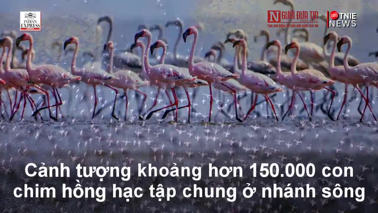 Hơn 150.000 con chim hồng hạc nhuộm hồng khúc sông