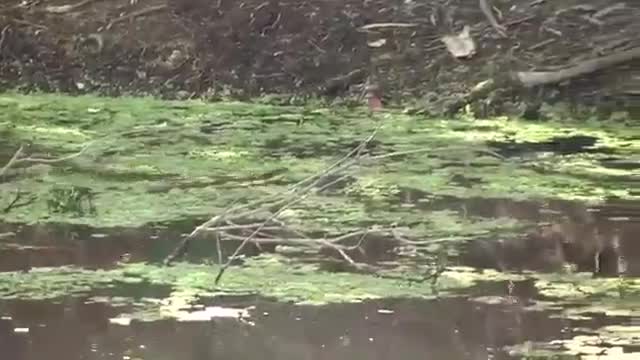 Video: Rắn hổ kịch độc vội vàng trốn chạy sau màn đụng độ với đàn vịt hung dữ