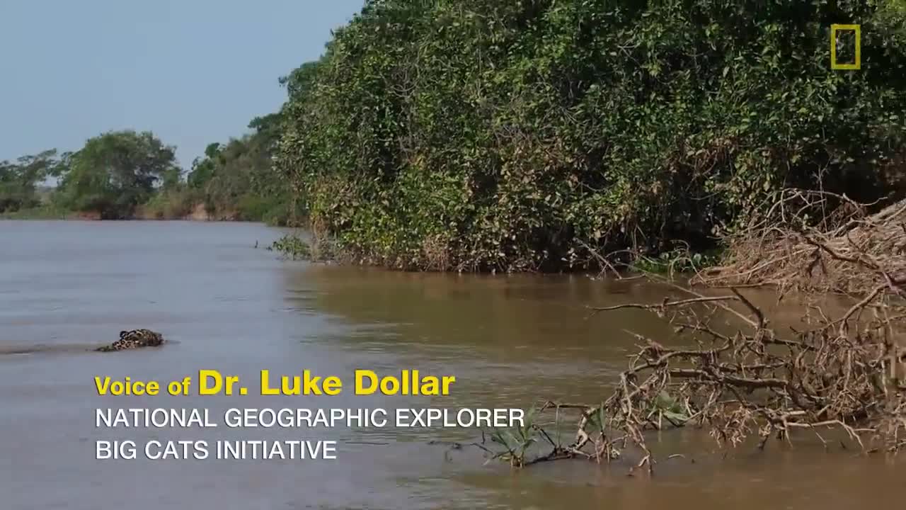 Video: Báo đốm bơi qua sông phục kích, đoạt mạng cá sấu bằng nhát cắn tử thần