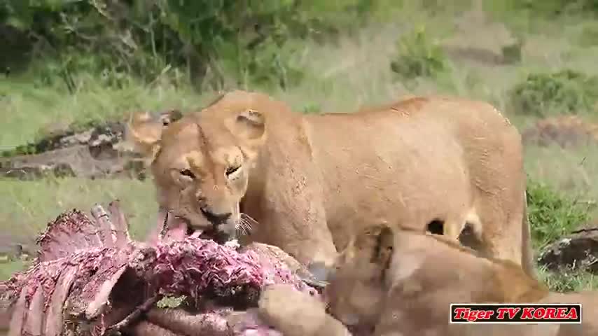 Linh cẩu trả giá đắt vì dám lộng hành trong lãnh thổ của sư tử