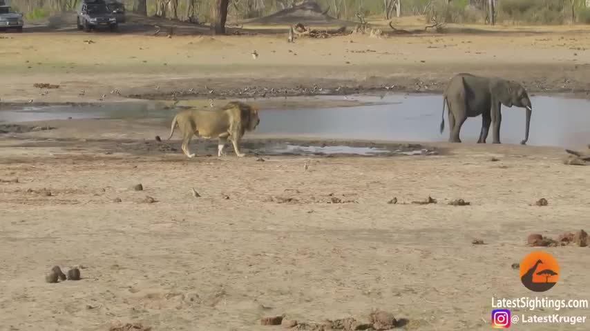 Sư tử đực cố hết sức mới vật ngã được voi con
