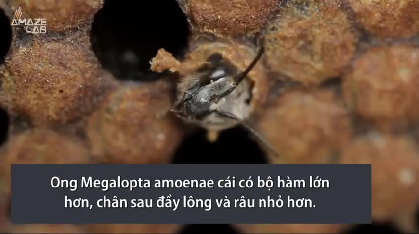 Khám phá ong nửa đực nửa cái hiếm gặp