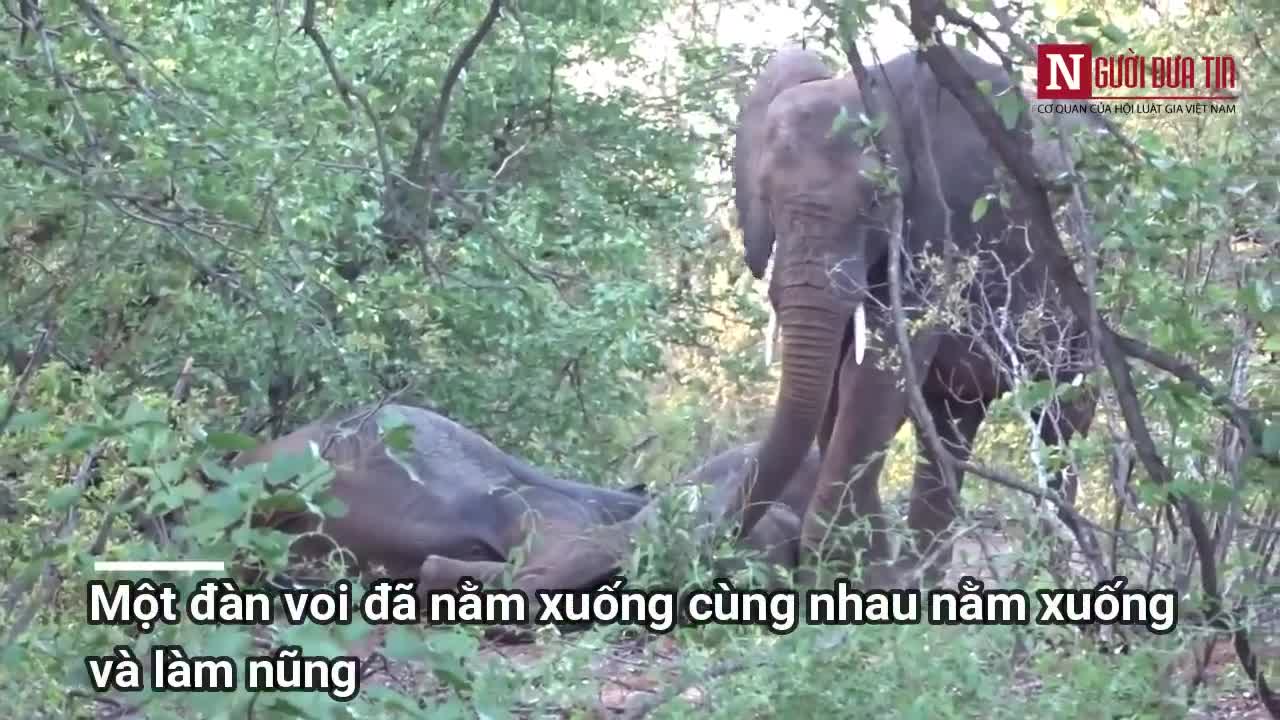 Đàn voi rừng nũng nịu trước mặt thợ săn ở Nam Phi