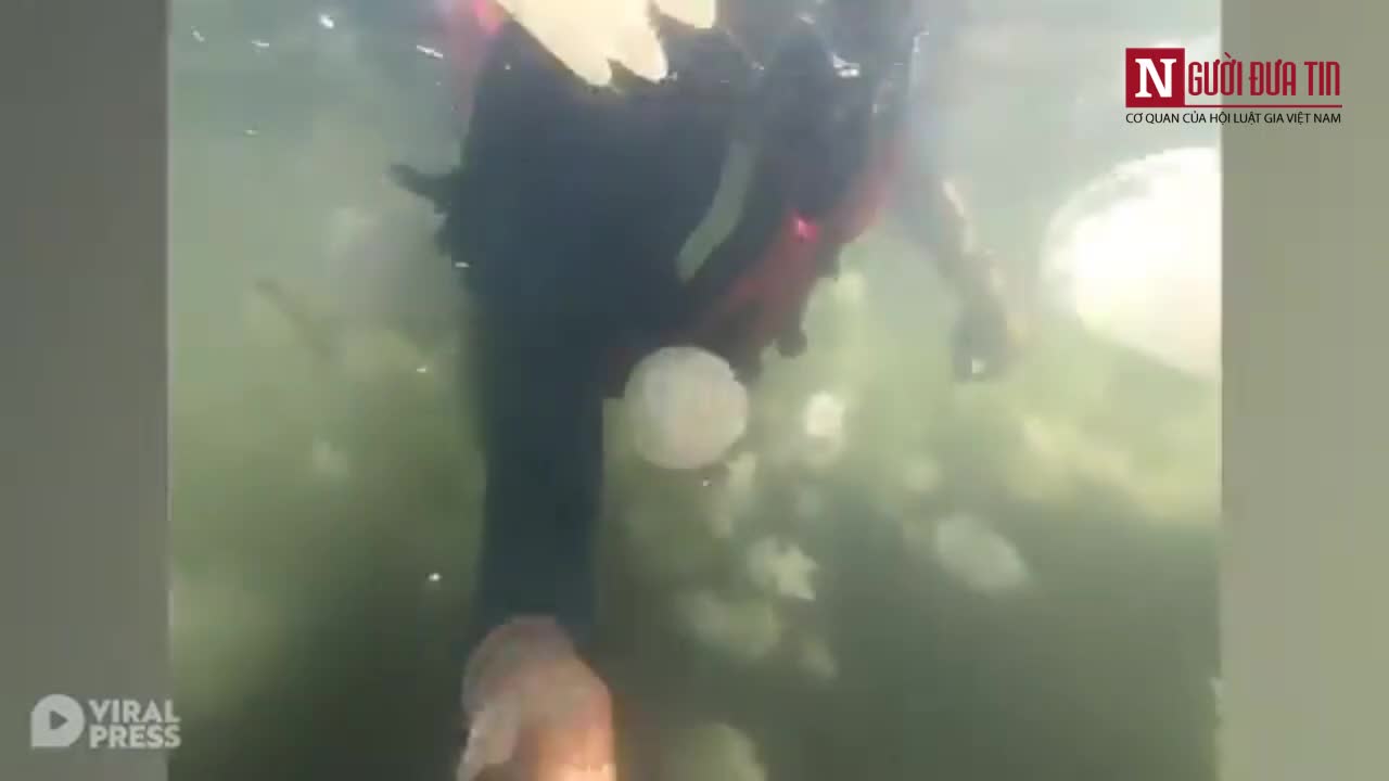 Khoảnh khắc thợ lặn bơi qua hàng nghìn con sứa