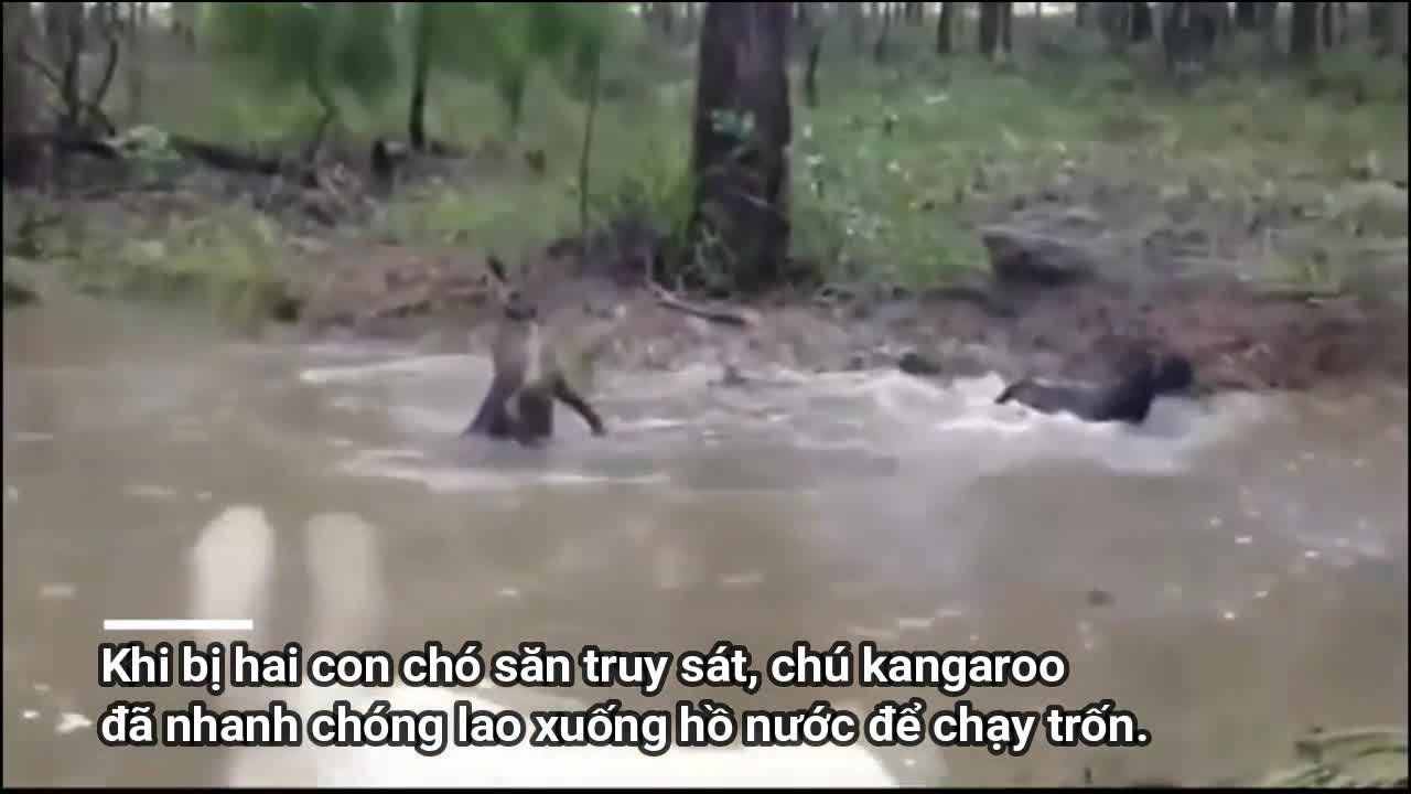 Clip: Bị truy sát, kangaroo tung đòn hiểm dìm chó săn xuống nước