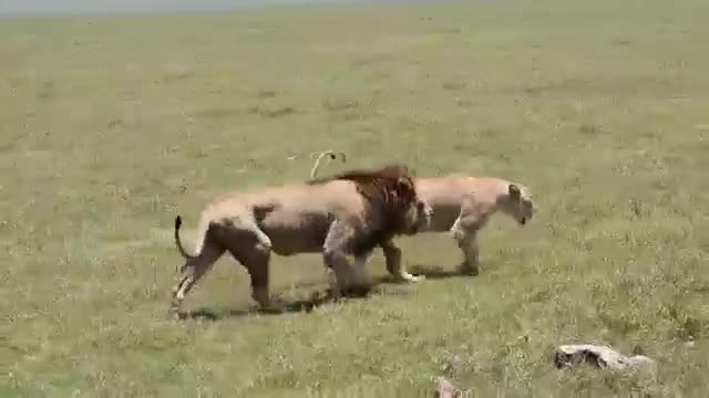 Video: Đôi sư tử đang bận giận dỗi nhau thì đàn trâu lao tới gây chiến