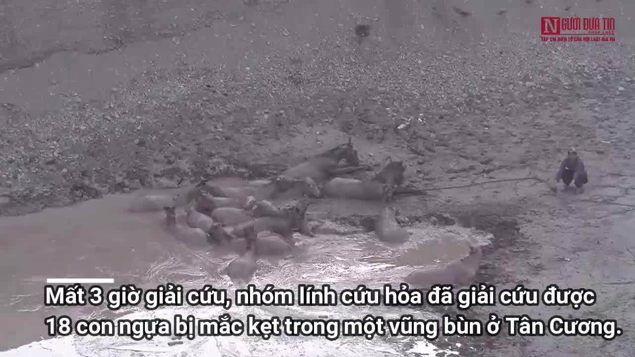 Giải cứu 18 con ngựa mắc kẹt trong vũng bùn