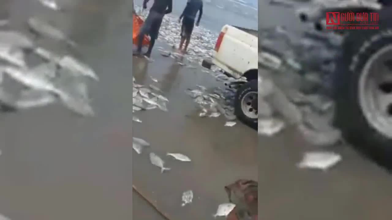 Hàng nghìn con cá ngừ phủ trắng bãi biển